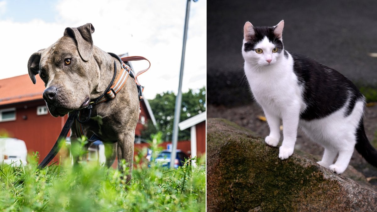 Nya regler kan påverka dig med hund eller katt