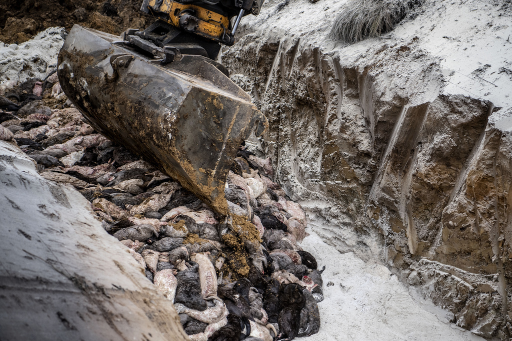 Avlivade minkar grävs ner i en massgrav november 2020. Arkivbild.