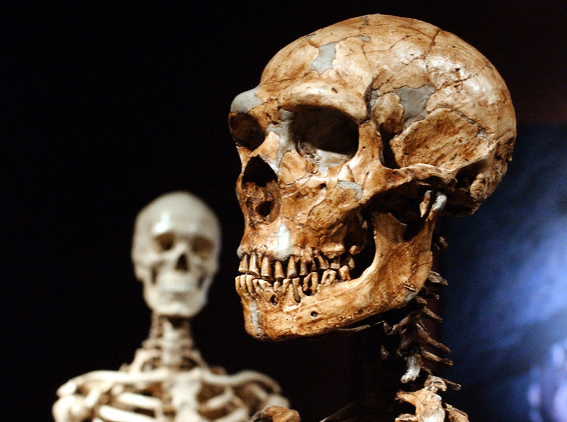 Neandertalarna hade ett annorlunda utseende jämfört med vår egen art. I förgrunden en neandertalskalle som tydligt visar att huvudet var mer tillplattat uppifrån och hade väldiga ögonbrynsbågar. I bakgrunden en modern människa.
