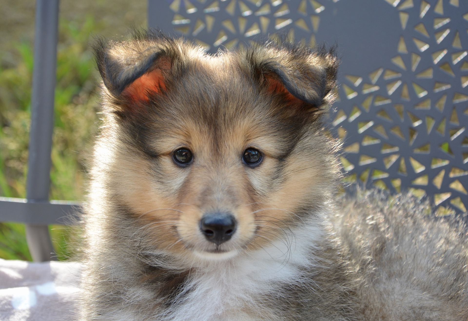 Shetland sheepdog Shetland sheepdog
