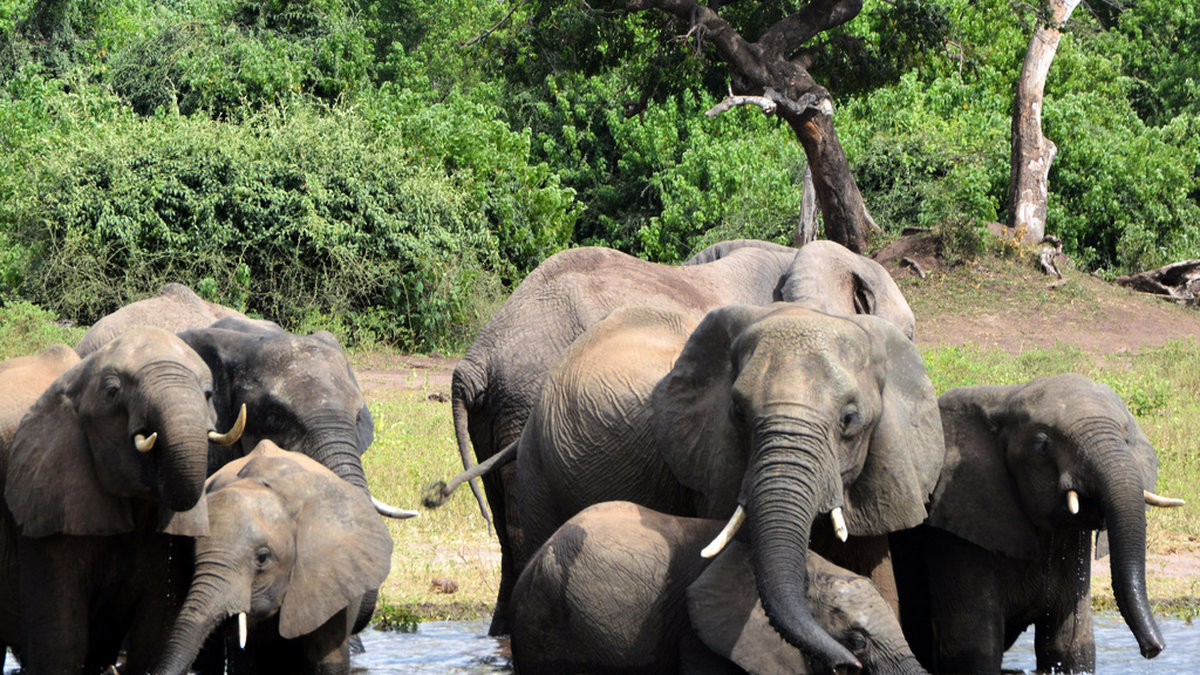 Elefanter dricker vatten i nationalparken chobe i Botswana. Landet har världens största elefantbestånd. Arkivbild.