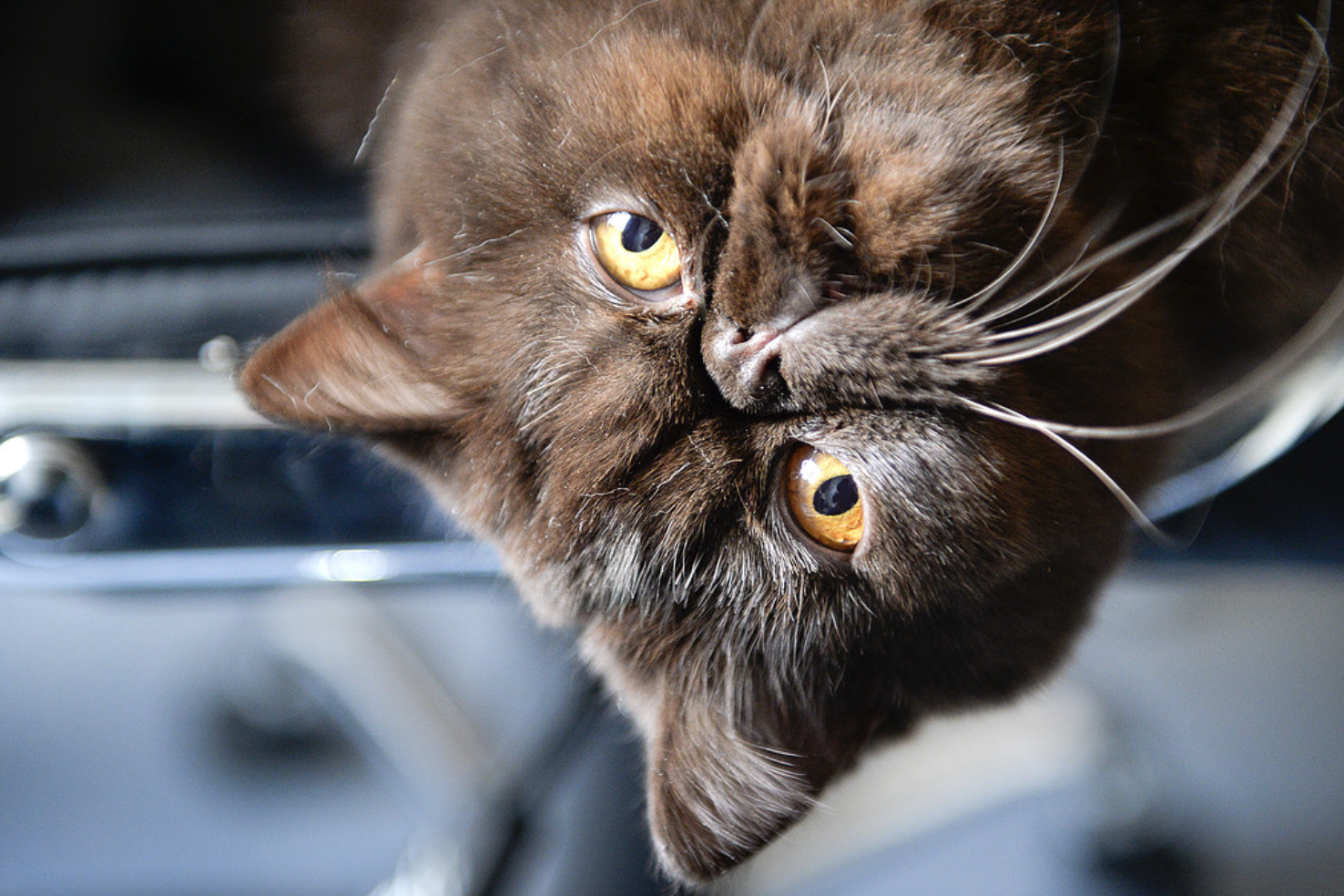 Katt Katt