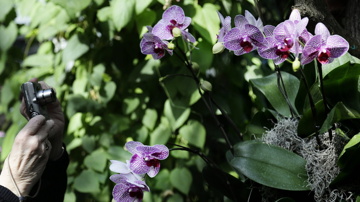 Orkidéer hör till de växtarter som är hotas av utplåning. Arkivbild.
