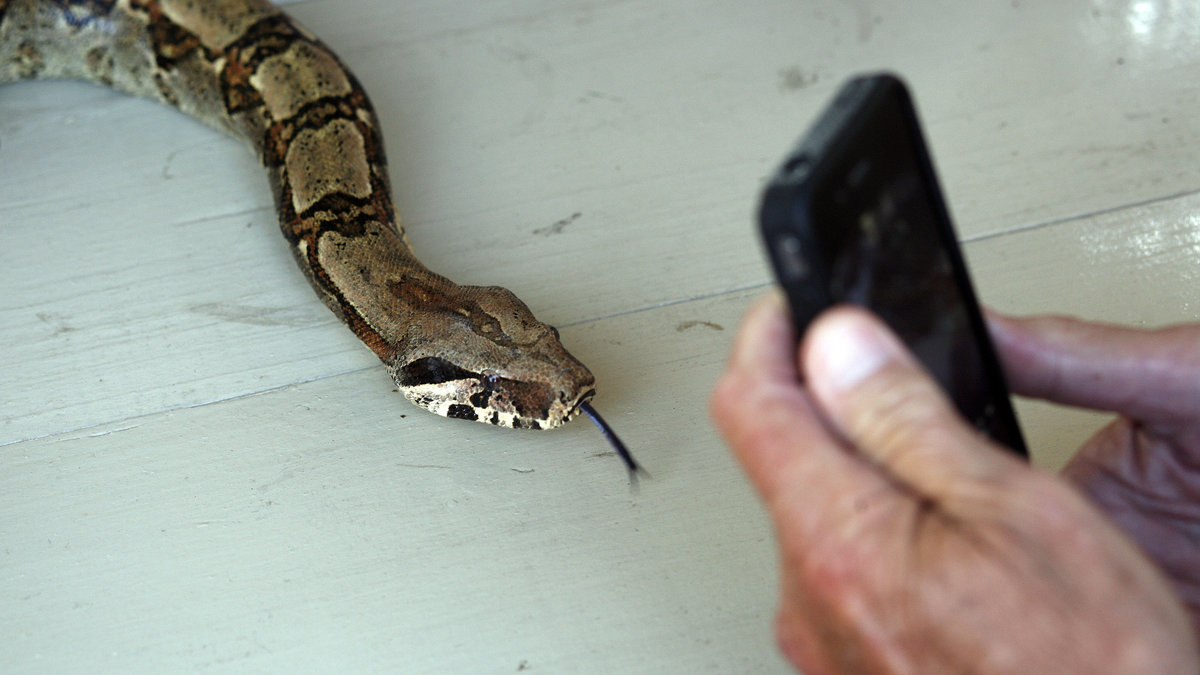 En orm. En flera meter lång orm slingrade sig in i en elstation där den brändes till döds och i samma veva stoppade elen till tusentals hushåll i två timmar.