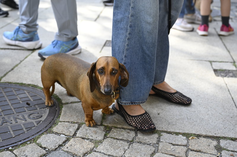 Hund Hund
