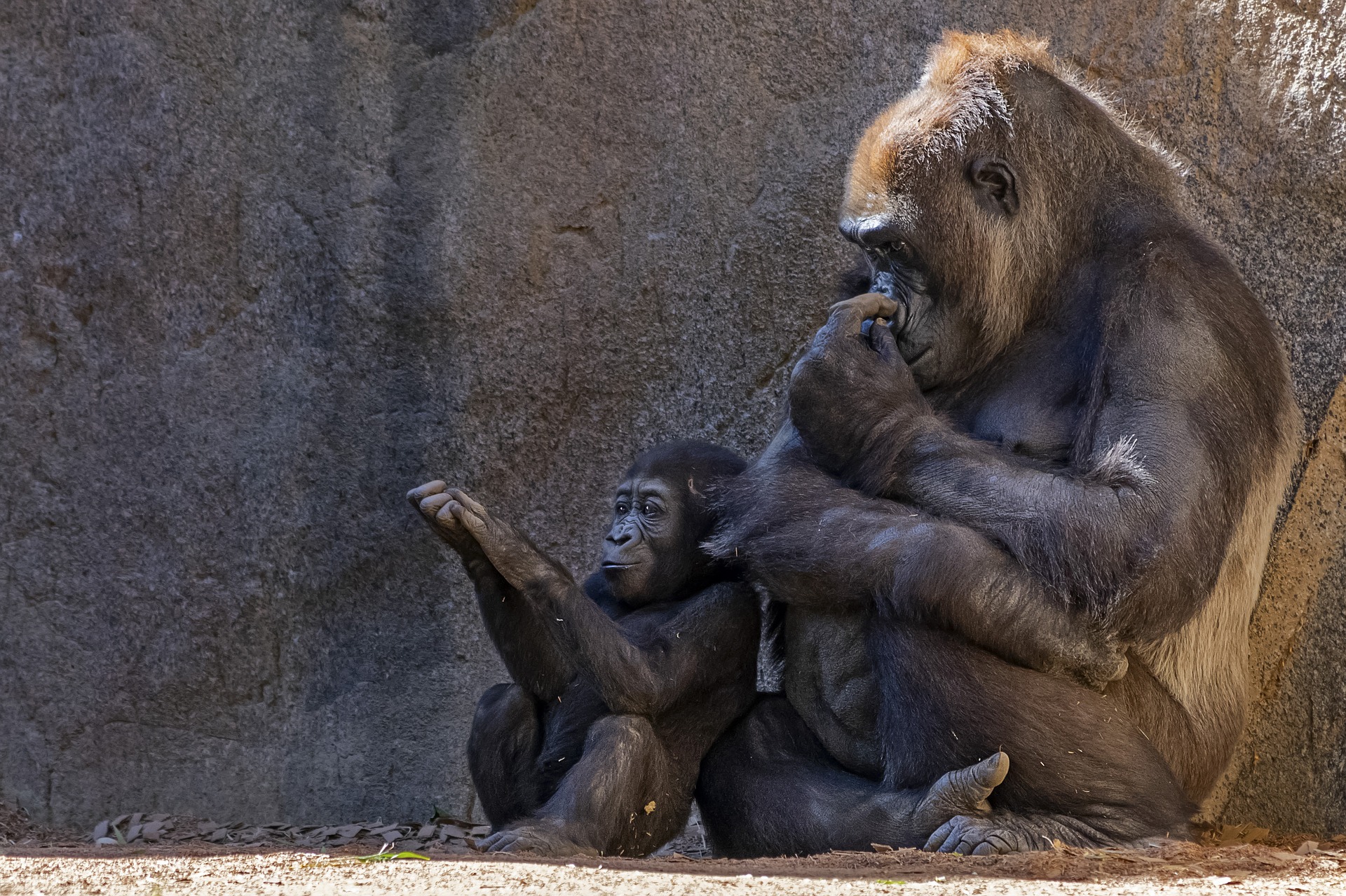 Gorillor Gorillor