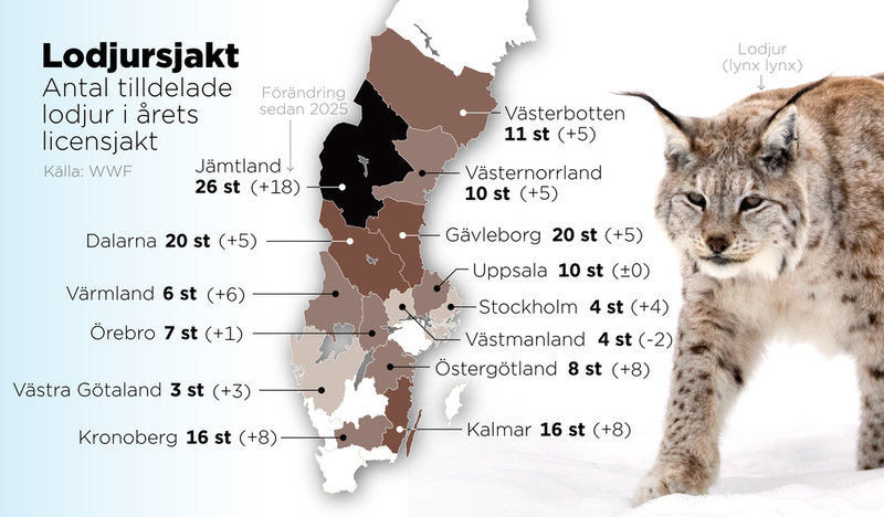 Antal tilldelade lodjur per län i årets licensjakt.