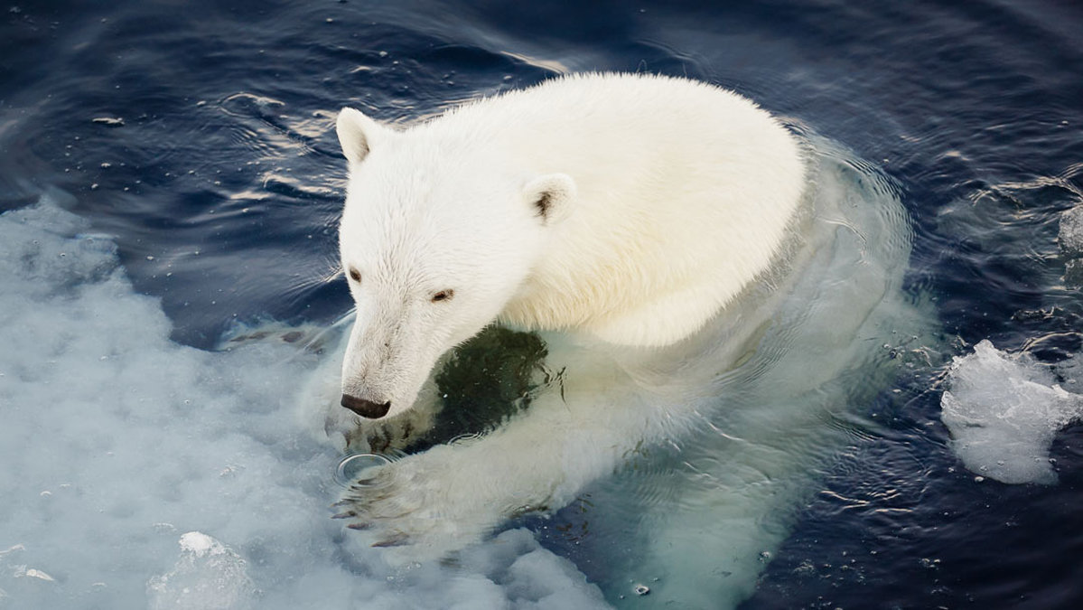 Den globala uppvärmningen påverkar isbjörnarna.