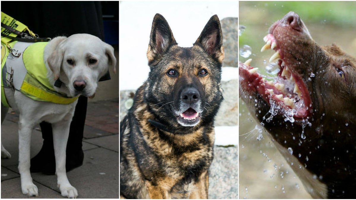 Vilken hundras är det egentligen som står för flest personskador? (OBS, de specifika hundarna på bilden har inget med artikeln att göra)