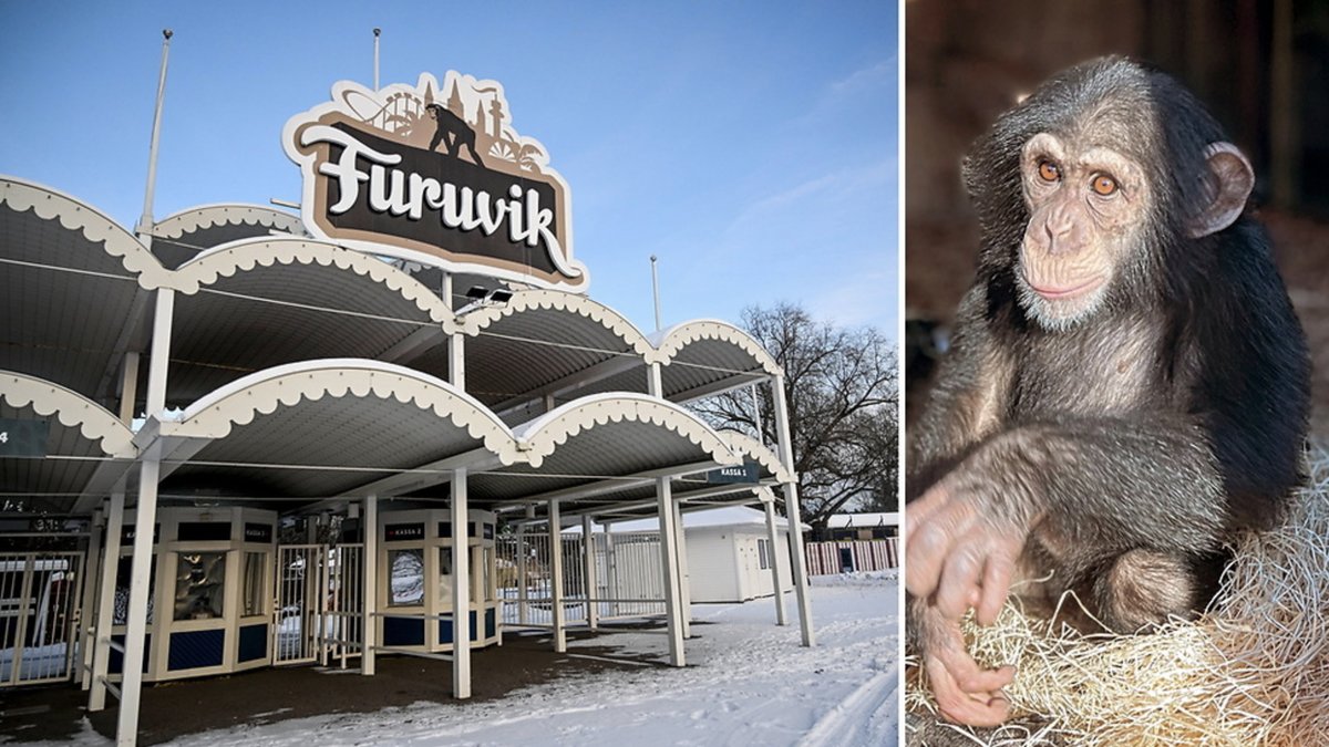 I december 2022 rymde fem schimpanser från Furuviks djurpark
