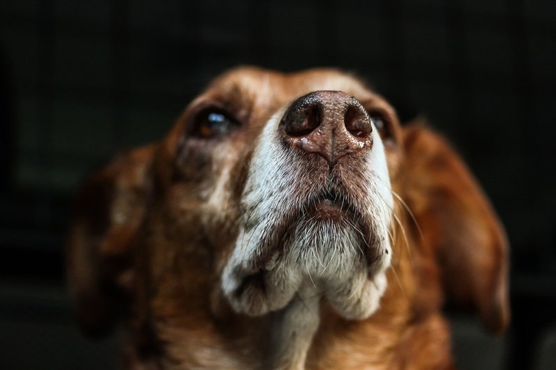 Hund biter en annan hund Hund biter en annan hund