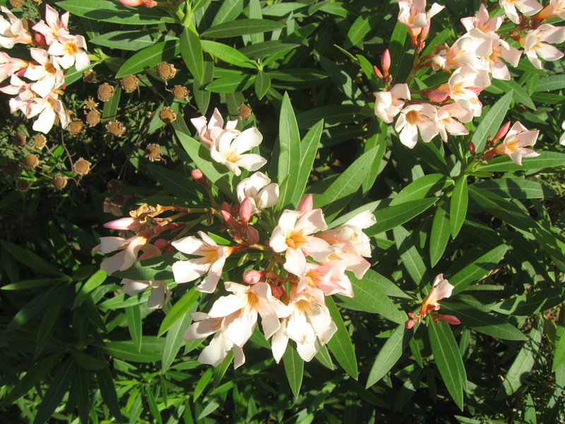 Oleander växer vilt i de flesta varma länder. Foto: Shlomi Fish, CC BY 2.0, via Wikimedia Commons Oleander växer vilt i de flesta varma länder. Foto: Shlomi Fish, CC BY 2.0, via Wikimedia Commons