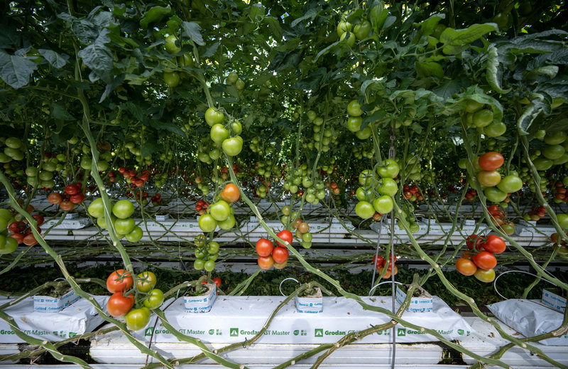 Det statliga stödet till växthusodlare som ska betalas ut under hösten fram till nyår är totalt 40 miljoner kronor.