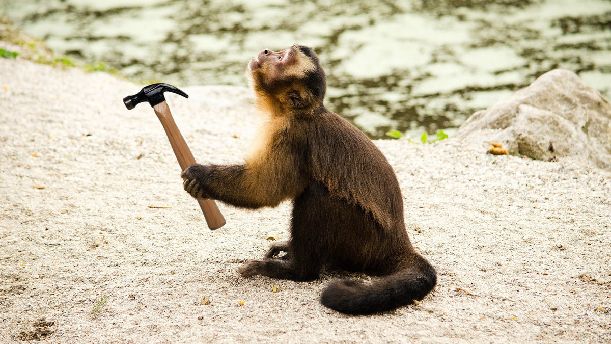 Man har hittat 700 år gamla stenverktyg som använts av apor. Det här kan innebära att aporna kom in i sin stenålder då.