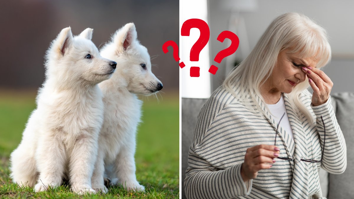 Kan hyresvärden förbjuda hund eller katt? Här är svaret