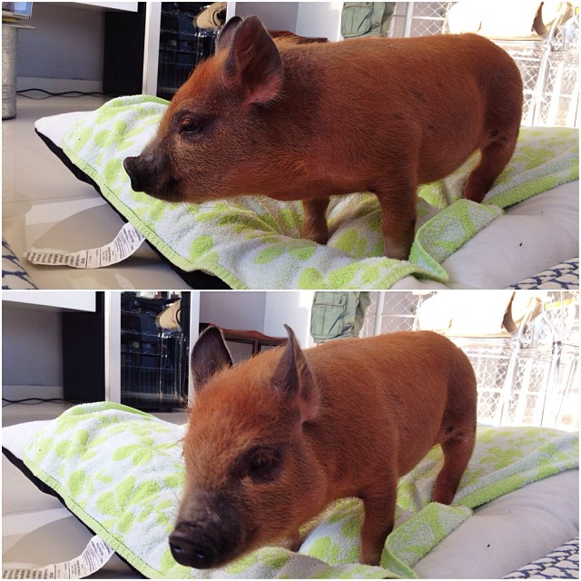 Två Jamon, en bild. Två Jamon, en bild.