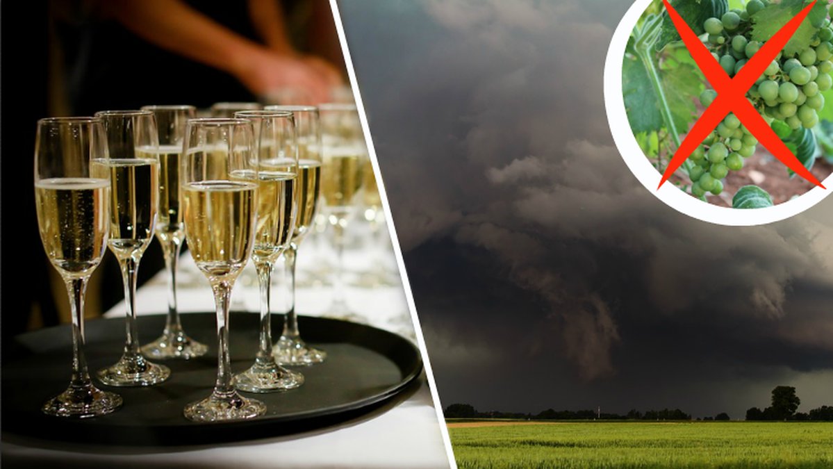 Champagnen hotas att ta slut på grund av klimatförändringar
