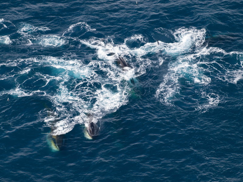Havet kokar när de väldiga sillvalarna födosöker. Bilden är tagen nära Elephant Island vid antarktiska halvön.