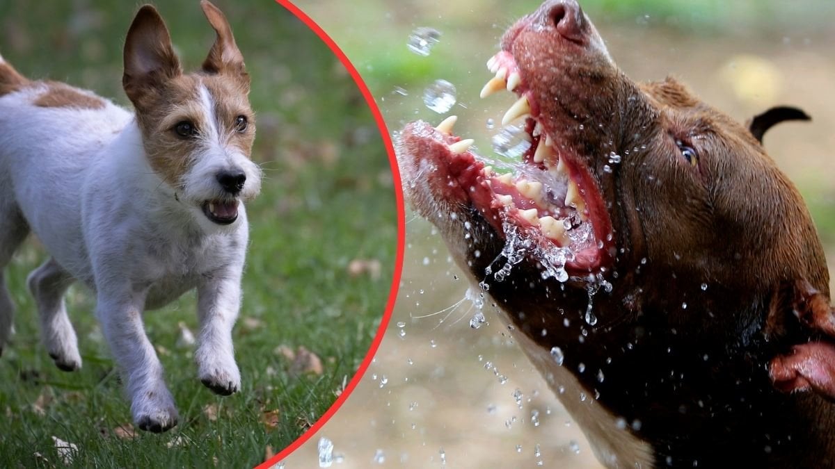 Kamphund bet ihjäl Jack Russel i villaträdgård