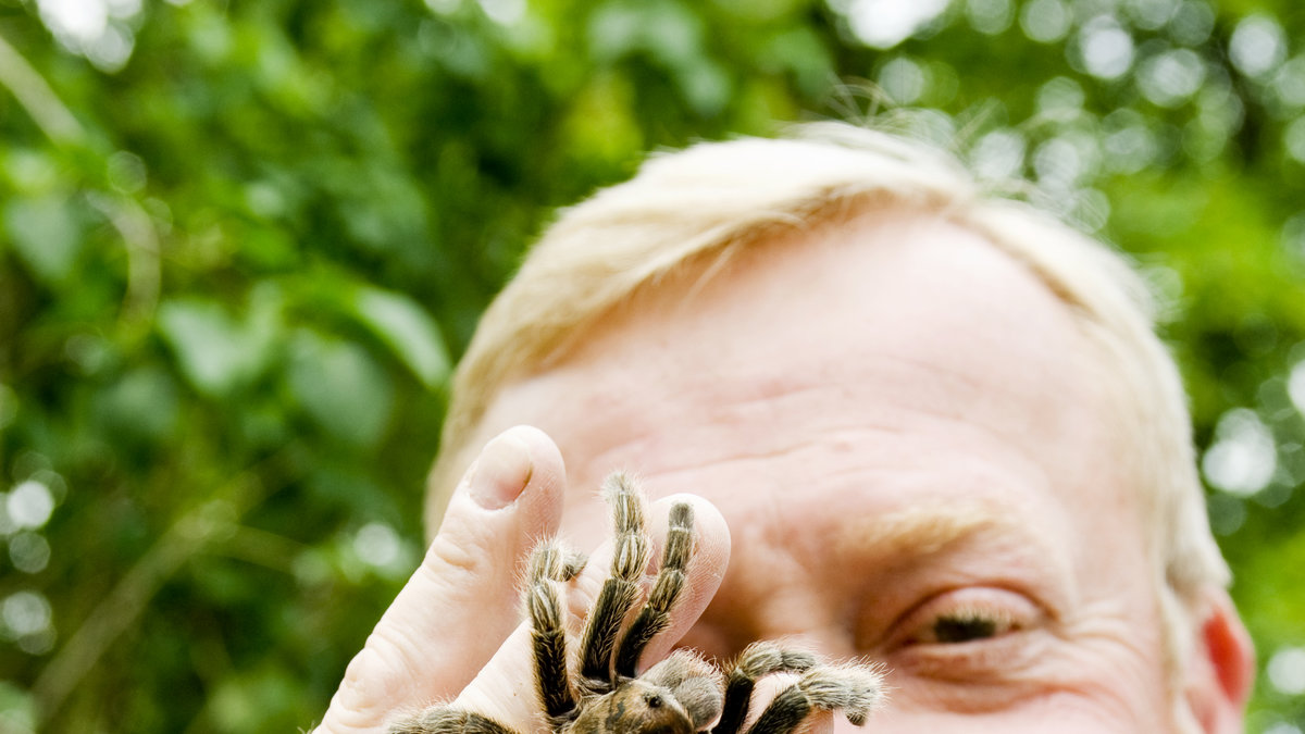 Jonas Wahlström har varit nära spindlar på mer vänskapliga sätt.