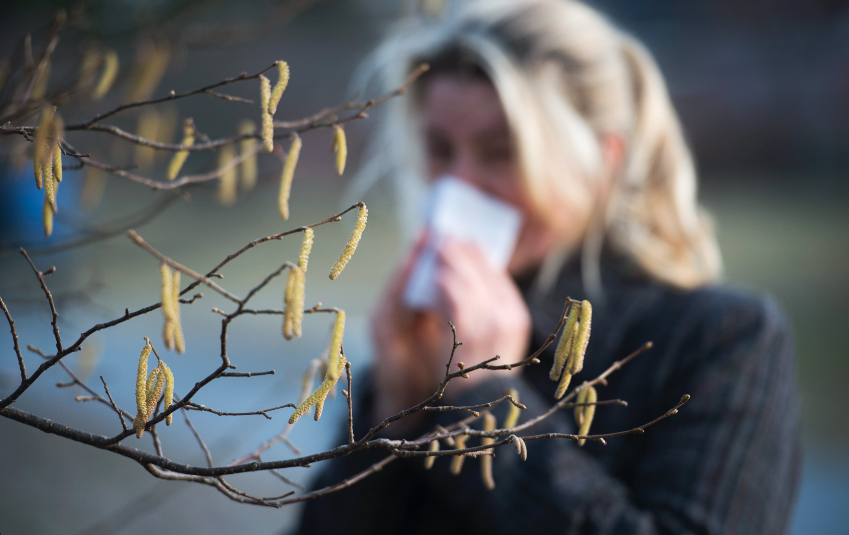 Nyser av pollenallergi Nyser av pollenallergi