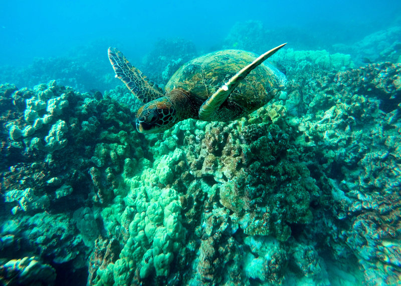En havssköldpadda simmar över ett område med döda koraller utanför Hawaii i Stilla havet. Arkivbild.