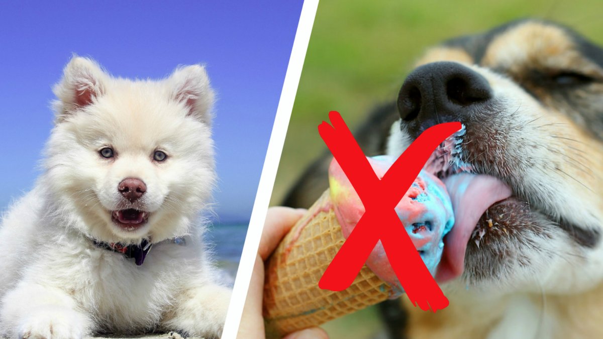Hundar borde absolut inte äta glass. 