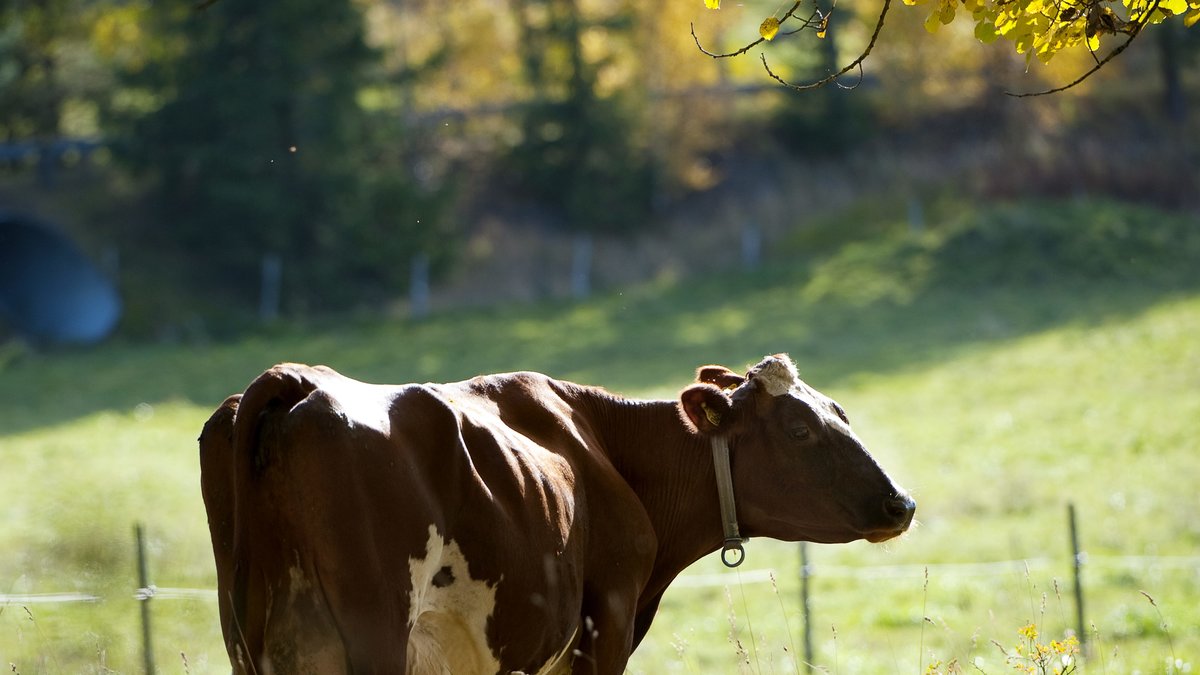 En bonde lyste ner i kon med telefonens ficklampa när han tappade den.