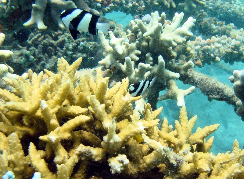 Tropikernas korallrev är nära att nå en kritisk tippningspunkt där utvecklingen mot en alltmer utbredd massdöd blir oåterkallelig. Bilden visar korallrev utanför Bali, Indonesien. Arkivbild.