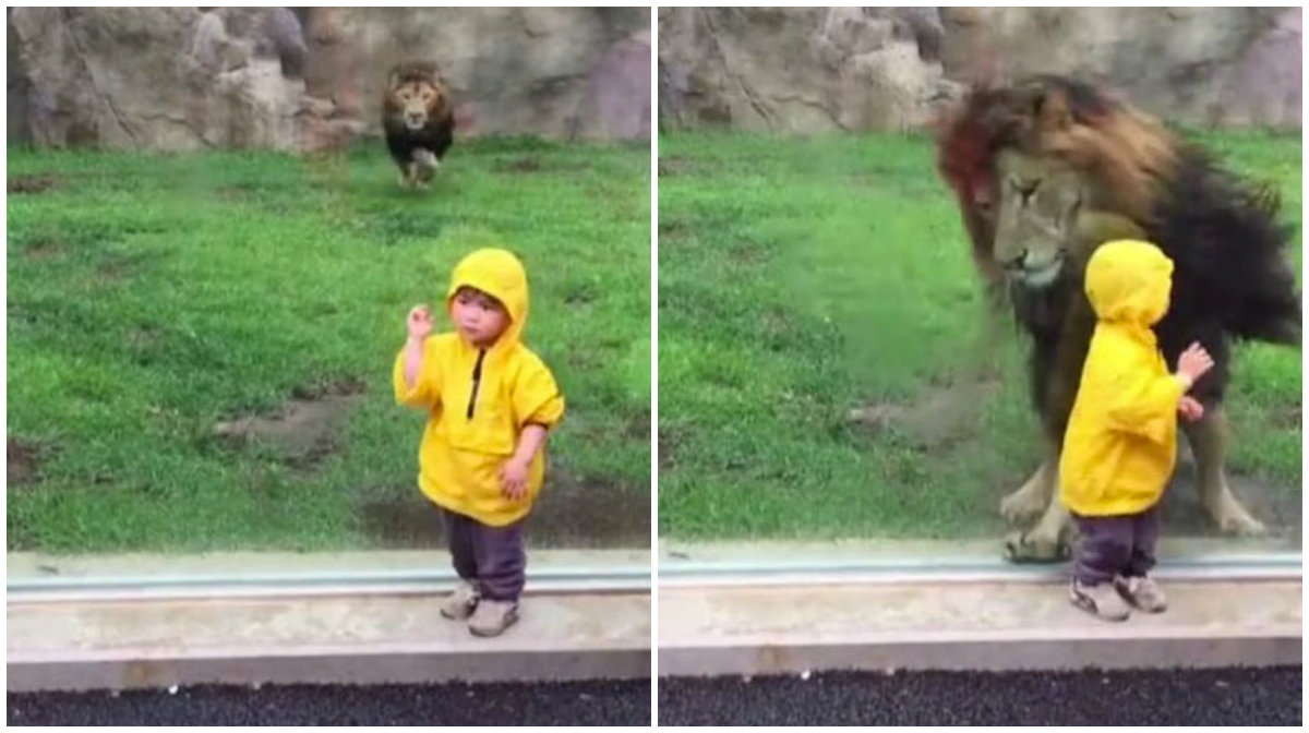 Barn, Attack, Lejon, Zoo, Japan