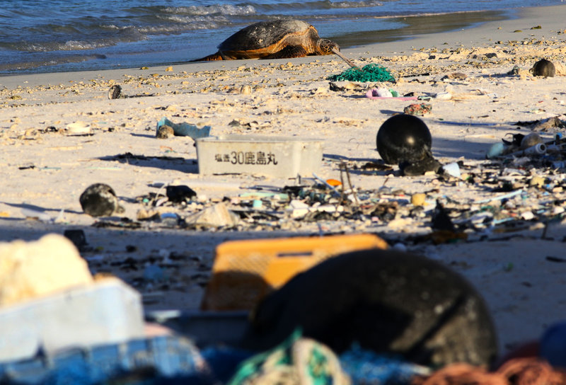 En sköldpadda vilar på en nedskräpad strand på Hawaii. Arkivbild.