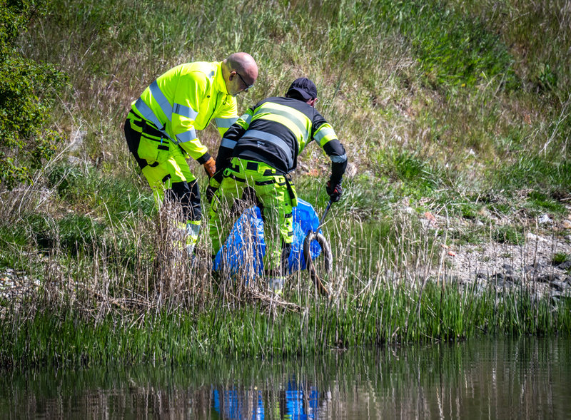 Personal plockar upp döda fiskar och ålar efter utsläppet. 
