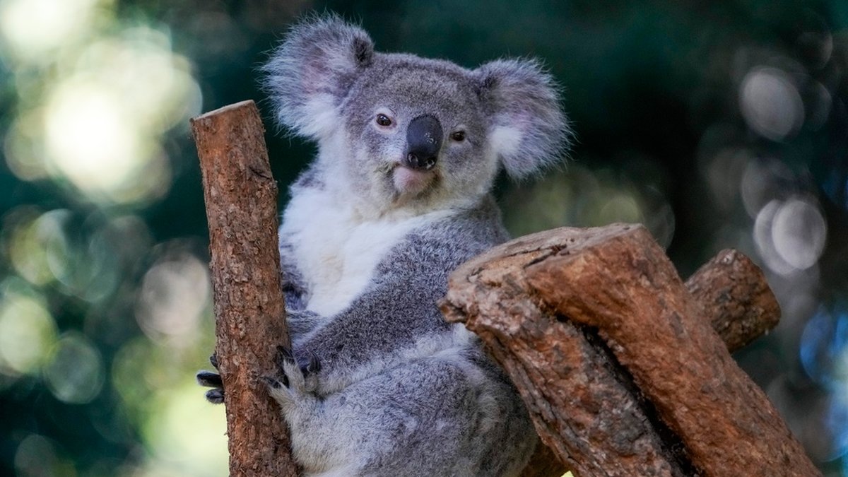 Koalan är utrotningshotad i delar av Australien. Arkivbild.