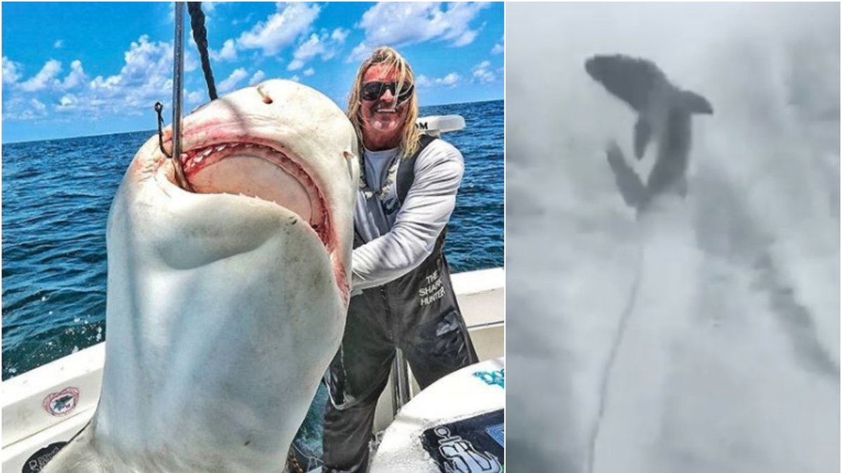 En haj släpades efter en båt i Florida.