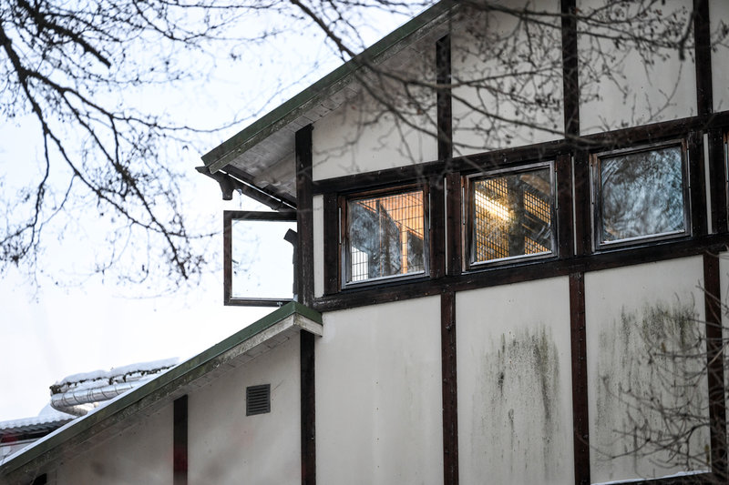 Fem schimpanser rymde ur sitt hägn i Furuviksparken i december. Fyra av dem sköts till döds. Arkivbild.