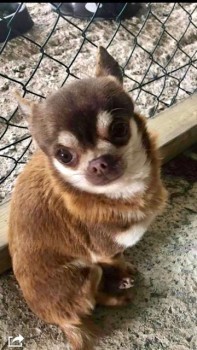 Gizmo Gizmo