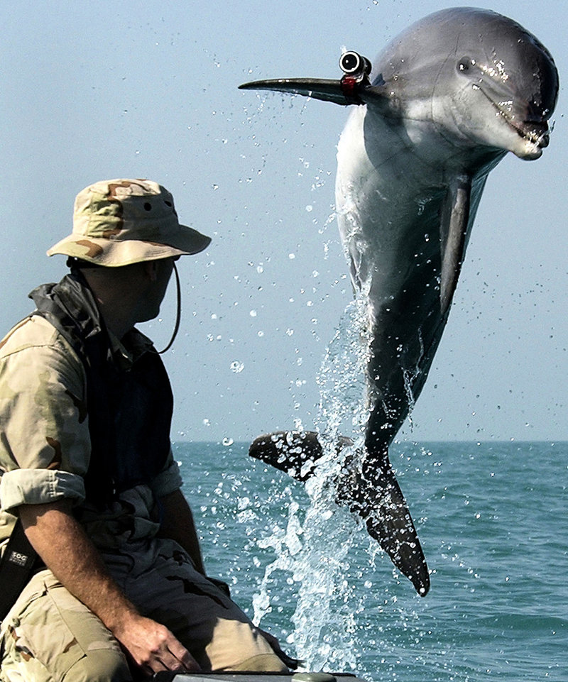 Den amerikanske sergeanten Andrew Garrett med flasknosdelfinen K-Dog på träningsuppdrag i Persiska gulfen 2003. Delfiner, hästar, hundar och till och med kycklingar användes på ett eller annat sätt under Irakkriget. Arkivbild.