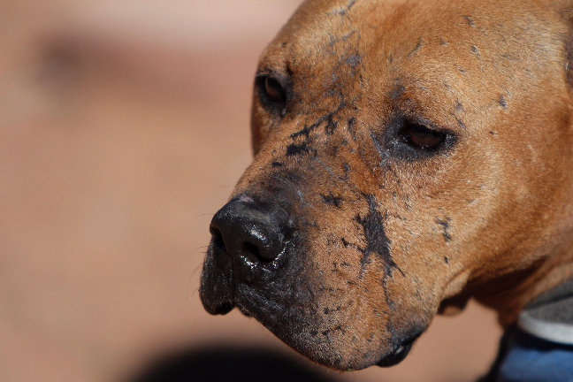 En av många hunder som föll offer Vicks cyniska behandling.