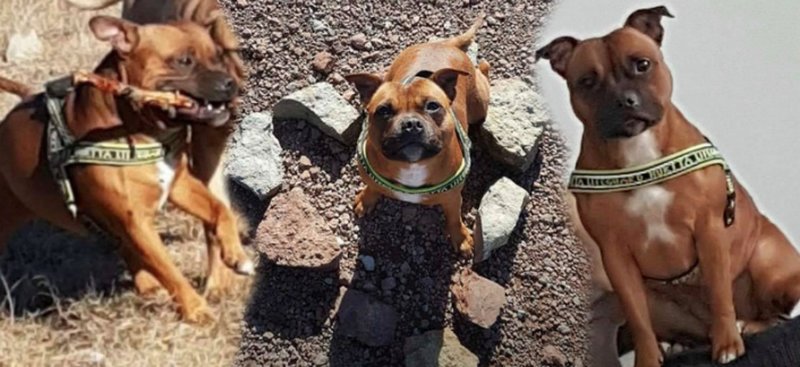 Hunden Cleo är försvunnen Hunden Cleo är försvunnen