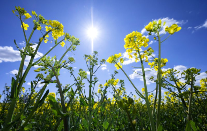 Midsommarväder Midsommarväder