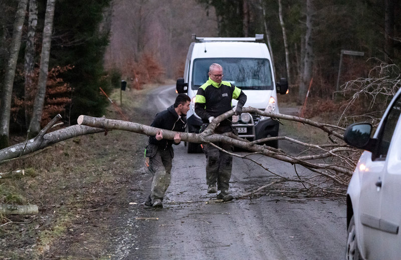 Ett stormfällt träd röjs undan från en mindre väg utanför Djurröd väster om Kristianstad på fredagsmorgonen. Ett stort antal träd har fallit över de skånska vägarna när stormen Gyda drog söderut.