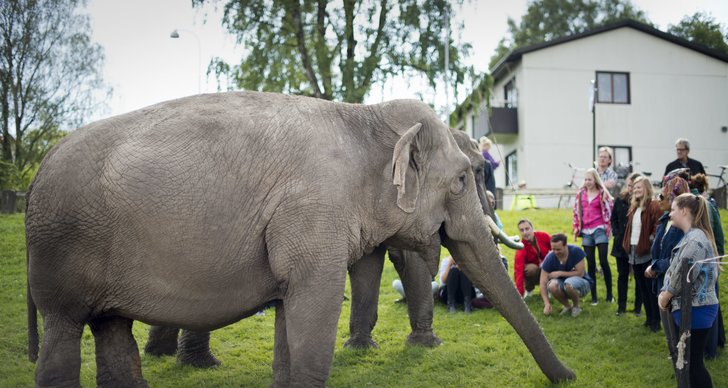 Elefanter, Kameler, Jonas Wahlström, Cirkus, Djur, Polisen, Zebra