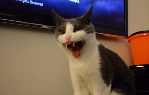 Ondaste katten någonsin?! Ondaste katten någonsin?!