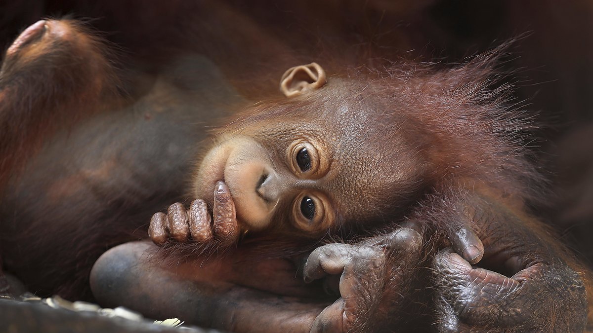 Det finns cirka 50 000 orangutanger kvar i vilt tillstånd. 