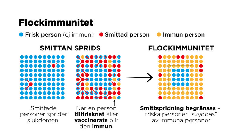 Flockimmunitet är ett epidemiologiskt begrepp om det fenomen som uppstår när en tillräckligt stor andel av befolkningen är immun mot ett visst smittämne.
