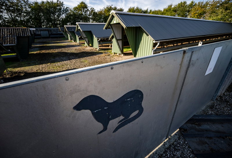 De flesta av minkarna på Ann-Mona Kulsø Larsens gård bodde inomhus, men det finns även utomhusstallar.