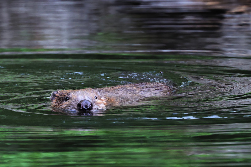 Bävrar fixade en damm i Klabava i Tjeckien. Arkivbild.