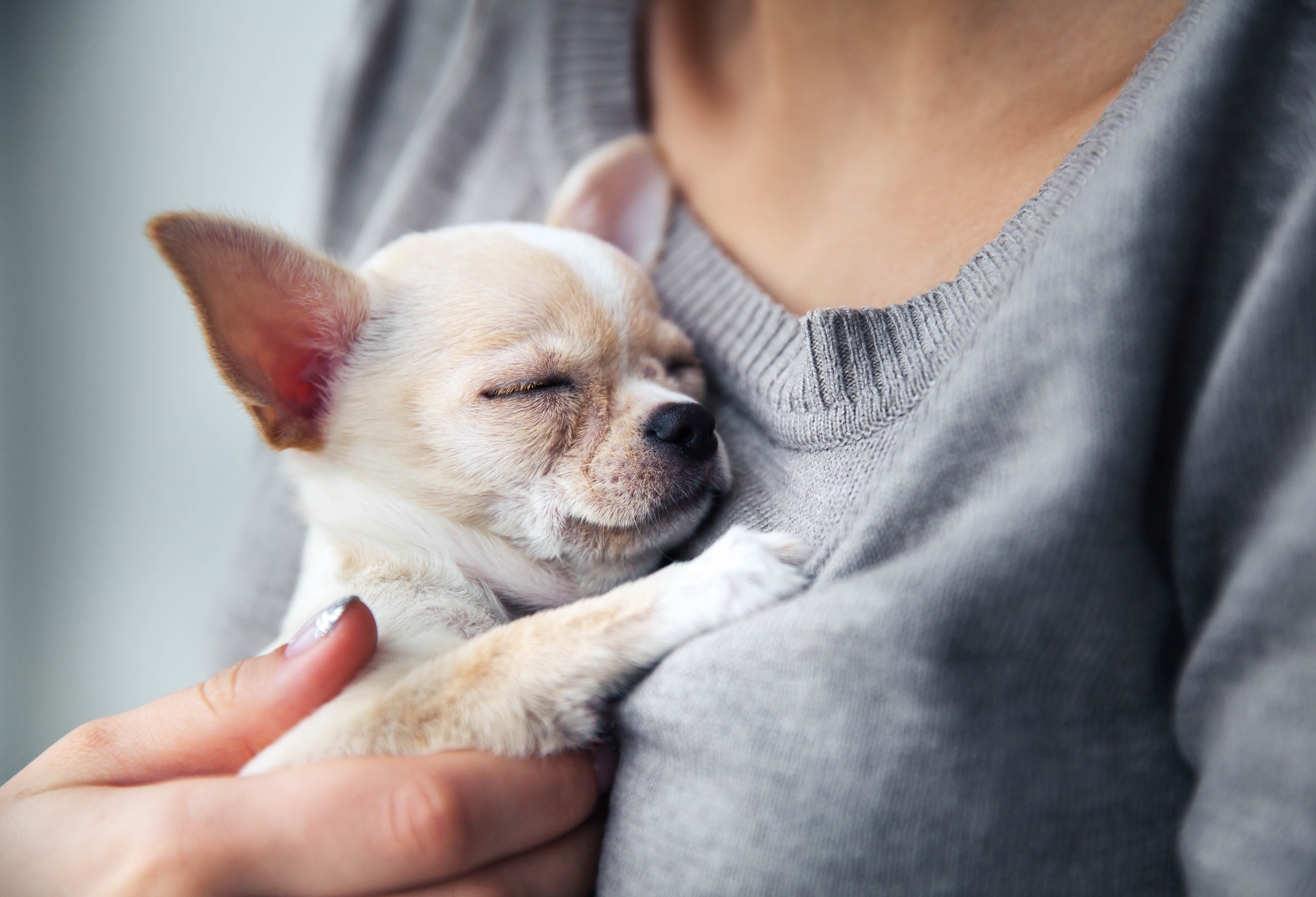 Hund Hund