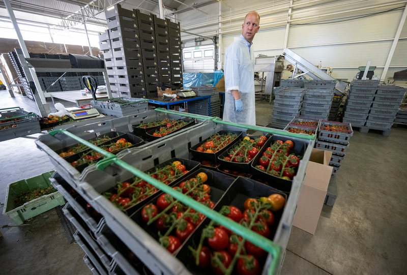 Här inne packas tomaterna från Sveriges största tomatodling och kan sedan vara ute i butik bara ett dygn senare, berättar platschef Mindaugas Krasaukas.