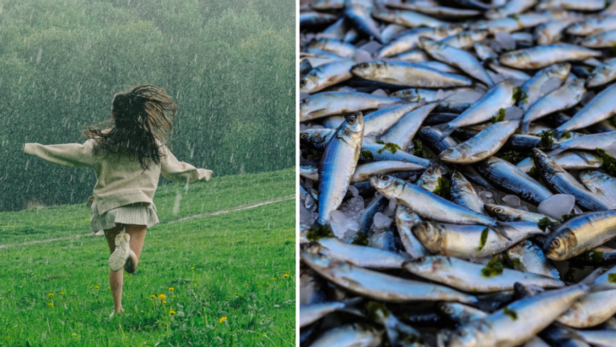 Bisarra väderfenomenet – regnade fisk från himlen: "Inte ett skämt”